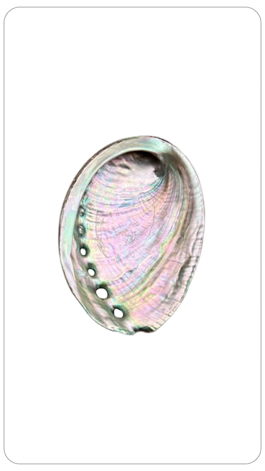 ABALONE